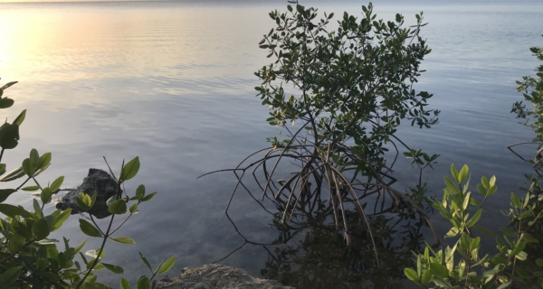 Launch of pilot sites in the race to preserve the marine ecosystems of the Caribbean